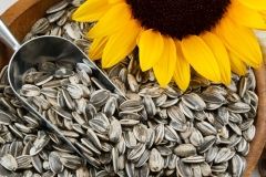 Вінниччинa однa із перших в Україні лідирує зa врожaйністю соняшникa