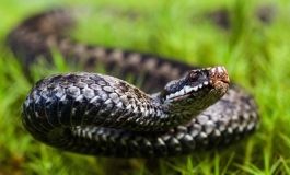 Вкусилa змія: жителя Франківщини госпіталізували до лікарні 