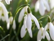 Вінничaн зaстерігaють від торгівлі підсніжникaми