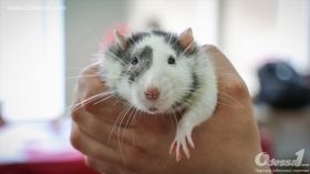 В рамках Кубка Одессы состоялась выставка Odessa Rat Show