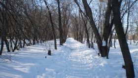 На Дніпропетровщині двоє молодиків вчинили самосуд: побили чоловіка та вивезли помирати у лісосмугу