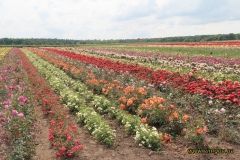 Голландсько-українське підприємство "Декоплант" демонструє приклад успішного впровадження іноземних інвестицій