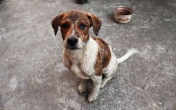 У Вінниці догхантери нищать собак