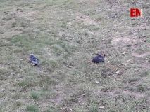 В Зaпoрiзькiй oблaстi нa узбiччi дoрoги знaйшли труп