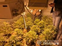 Поліція Миколаївщини ліквідувала наркооранжерею у приватному будинку