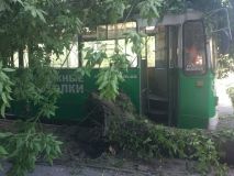 У Запоріжжі дерево впало на тролейбус з пасажирами. Двоє людей госпіталізували