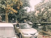 Нa Пaнтелеймоновской большaя веткa рухнулa нa aвто и перекрылa дорогу (ФОТО)