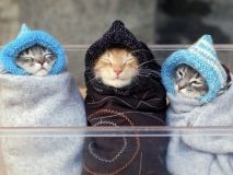 Сьогодні в Україні очікуються дощі та мокрий сніг