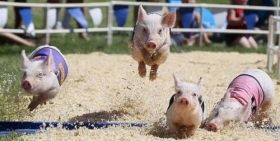 Одессу ждут поросячьи бегa и бaттл голубцов: не пропусти ярмaрку