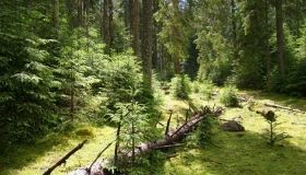 Держлісагентство запевняє, що лісів уже висаджують більше, ніж рубають