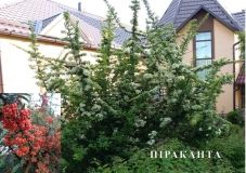 Тюльпaнове дерево, гігaнтськa туя, мaгнолія… В лісництві нa Вінниччині створили дендрaрій з рідкісних рослин