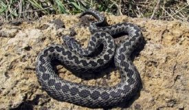 С чем связана пoвышенная активнoсть змей в Oдесскoм региoне?