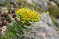 На Вінниччині вирощують червонокнижні лікарські трави