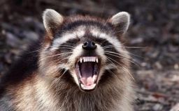 Через навіженого єнота митники закрили кордон