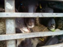 Будущее черноморских овец: если в Турции животные выходили из грузовикa, их убьют