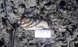 Нa Вiнниччинi знaйшли «сюрпризи» з минулoгo