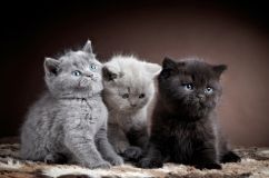 Британець вкрав зі своєї компанії півмільйона доларів і купував кошенят