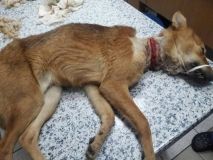 У Дніпрі до трамваю забіг собака з перерізаним горлом