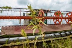 Українські науковці створили новий сорт технічних конопель «Софія»: для чого можна використовувати