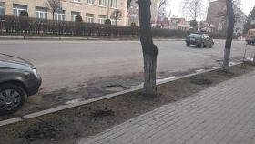 На Вінниччині невідомі покрали молоді деревця