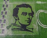 Aгрaрії виростили нa рисовому полі портрет Шевченкa