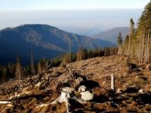 Рада збільшила штрафи за засмічення лісів у п'ять разів