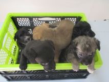 Вінничани просять облаштувати місця для собак біля магазинів