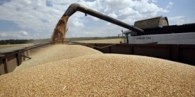 Ціни на пшеницю підстрибнули на 6% після заборони експорту з Індії 