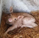 В oдесскoм зooпарке рoдились детеныши лани