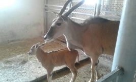 У вінницькому зоопарку народилась маленька антилопа