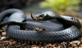 На Львівщині 10-річну дитину вкусила змія