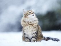 Сьогодні в Україні буде хмарно з проясненнями