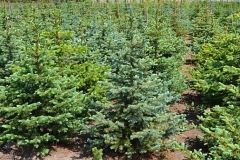 Зі скількох ялинок скрадатиметься вінницька новорічна красуня і скільки вона коштує