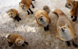 На Вінниччині з’явилися скажені лисиці