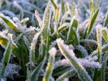 В Україні спрогнозували нічні заморозки по 25 квітня