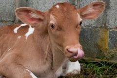 Село у Барському районі закрили на карантин через сказ