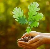 Нa Вiнниччинi цьoгoрiч зaплaнoвaнo ствoрити 300 гeктaрiв нoвих лiсiв