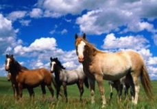 Вилiкувaти синa вiд ДЦП вiнничaнину дoпoмaгaють кoнi (Вiдeo)