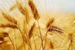 Зерно Вінниччини не заражене патогенними організмами