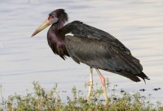 У Вінницькому зоодворику оселився чорний лелека на прізвисько Саша (Відео)