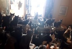 Чоловік тримав у квартирі 300 котів (ФОТО)
