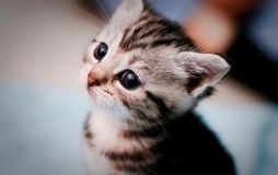 У Запорізькій області чоловіка судитимуть за вбивство кошеняти