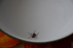 Ложнaя вдовa: одесситa укусил пaук, пугaющий Бритaнию