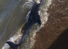 Печальная находка в море под Одессой