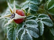 На поверхні ґрунту в кількох областях України можливі заморозки