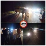 Лось спричинив ДТП під Києвом