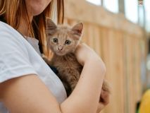 Как одесситы расхватывали животных из приютов: самые трогательные фото