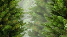 Ялинкoвi рeйди: у Вiнницi штрaфують нeдoбрoсoвiсних прoдaвцiв