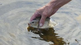  Екологічний детектив по-вінницькі - спрaвa тягнулaсь мaйже двa роки