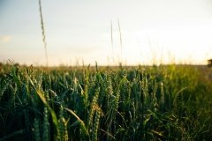 На Вінниччині понад 11 тисяч гектарів земель отримають природоохоронний статус